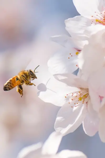 Studying Bees: A Printable Workbook