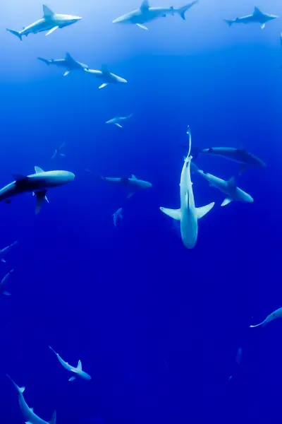 Shark Unit Study for Homeschoolers {with FREE Shark Research Guide}