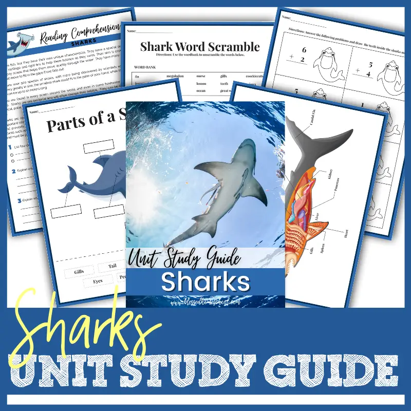 Do you kids love learning about sharks?  Check out this post for a Sharks Unit Study Guide and some great ideas for a shark unit study in your homeschool.