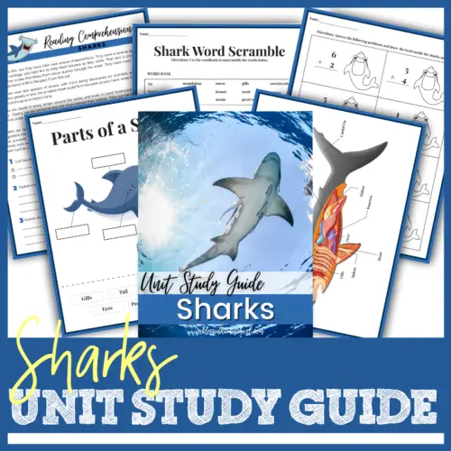 Sharks Unit Study Guide - Shark Lessons for Your Homeschool