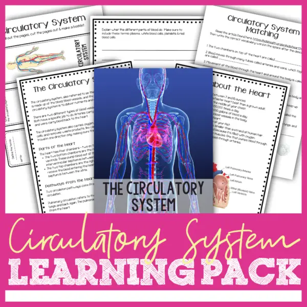 Circulatory System Printable Activities & Learning Pack