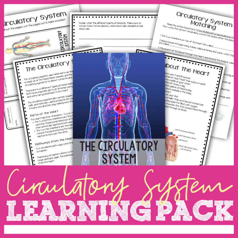 Circulatory System Printables